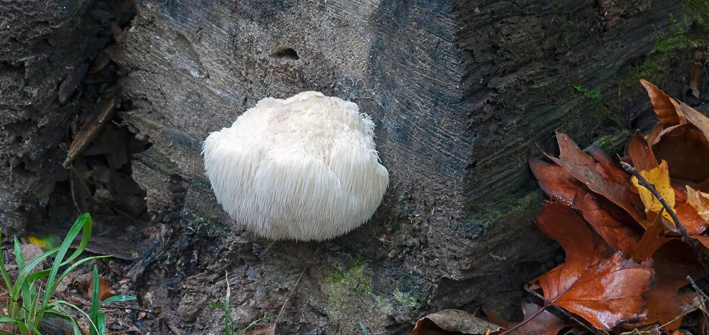 Lion's Mane Mushroom