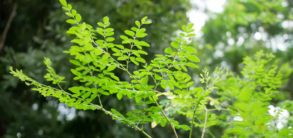 Moringa Supplement: A Holistic Approach to Health