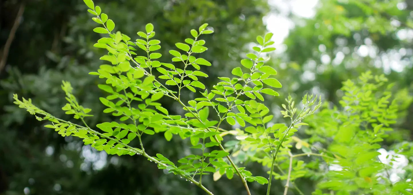 Moringa Supplement: A Holistic Approach to Health